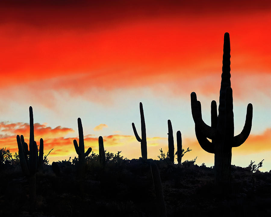 SAGUARO RIDGE, Arizona Photograph by Don Schimmel