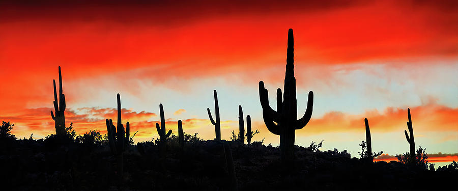 Saguaro Ridge Panorama, Arizona Photograph by Don Schimmel