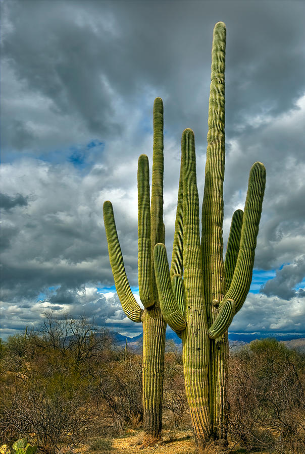 Saguaro Sentinels Photograph by Merilee Phillips