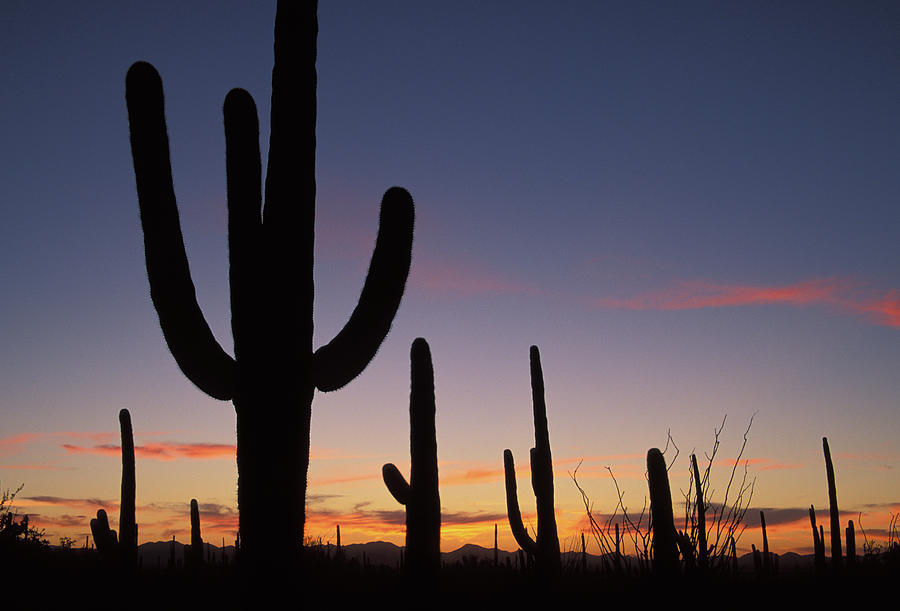 Saguaro Silhouette At Dusk Photograph by Yenwen