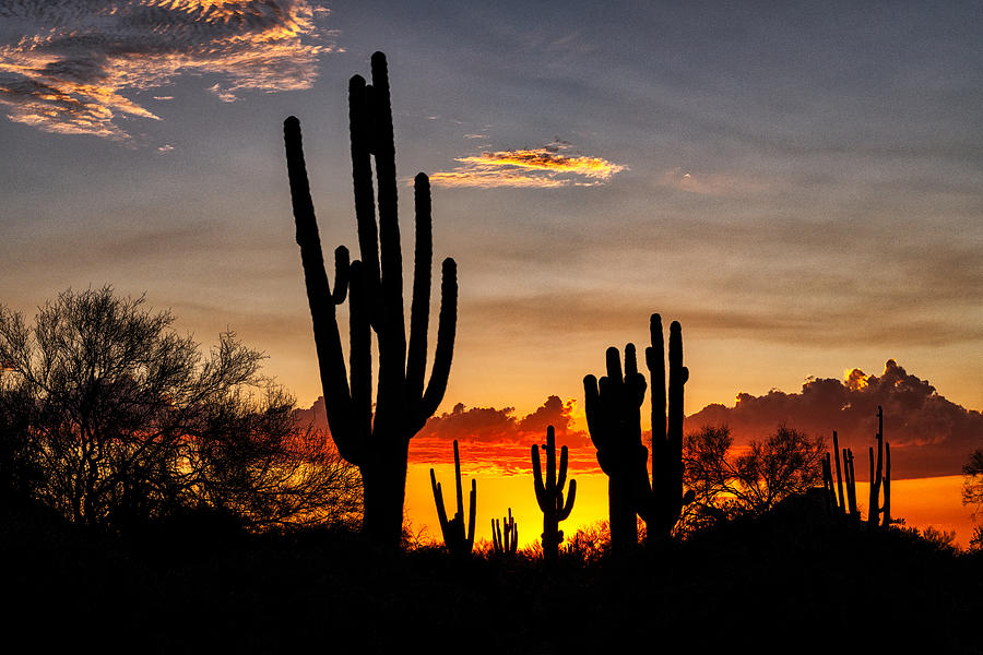 Sunset Photograph - Saguaro Silhouetted Sonoran Sunset  by Saija Lehtonen