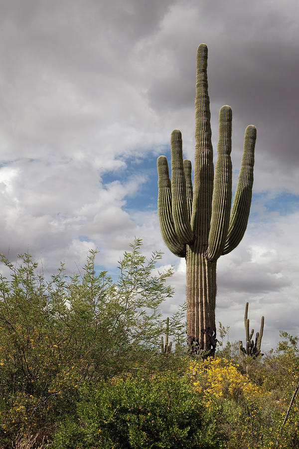 Saguaro Spring Photograph by Dustypixel