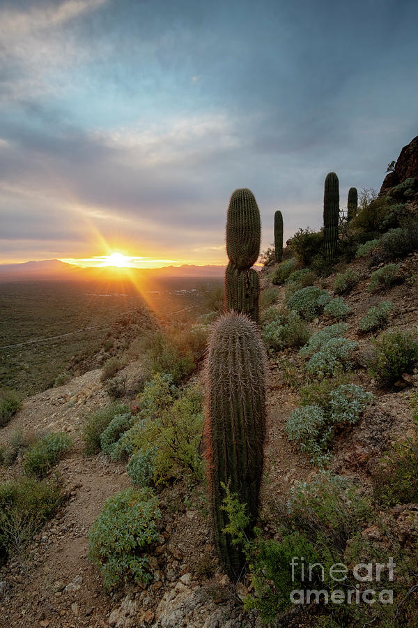 Saguaro National Park Photograph - Saguaro Sunburst by Michael Dawson