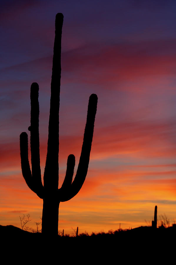 Saguaro Sunrise Photograph by Phototropic