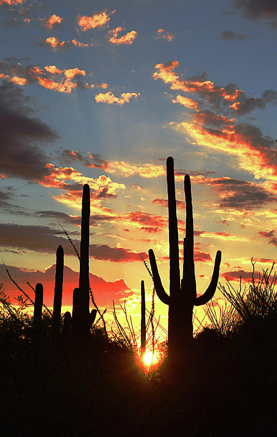 Saguaro Sunset Photograph by Chance Kafka