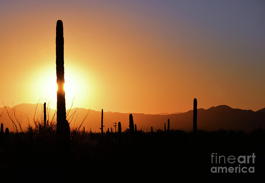 Saguaro Sunset Photograph by Denise Bruchman