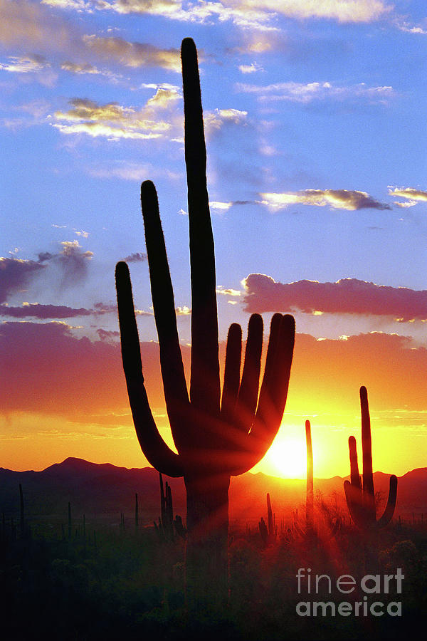 Saguaro Sunset Photograph by Douglas Taylor