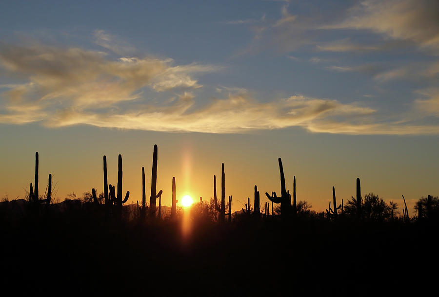 Saguaro Sunset Photograph by Jean Clark