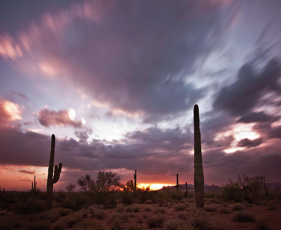 Saguaro Sunset Photograph by Norm Cooper