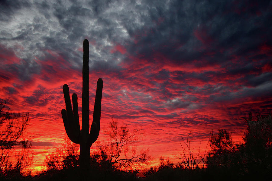 Saguaro Sunset Photograph by Photo ©tan Yilmaz