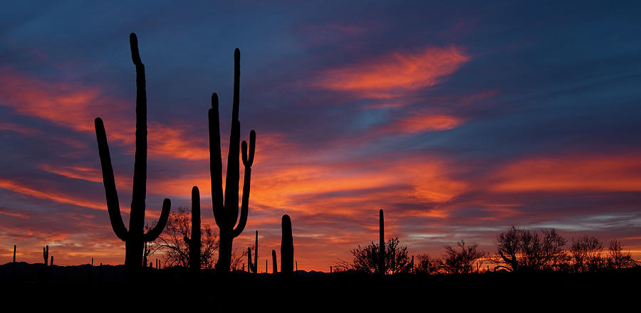 Saguaro Sunset, Saguaro National Park Photograph by Kevin A Scherer