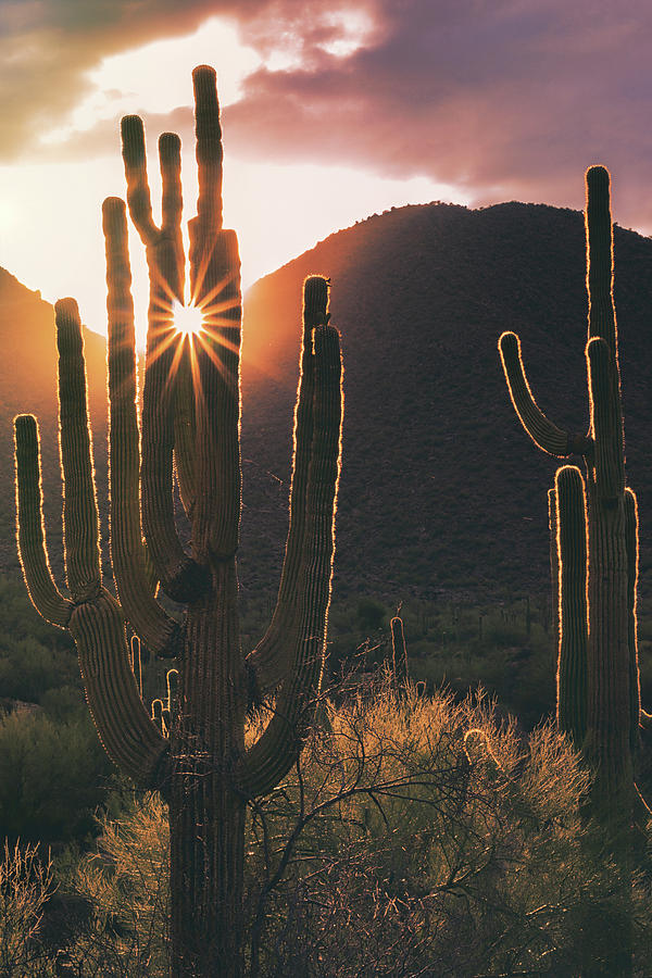 Saguaro Sunshine  Photograph by Saija Lehtonen