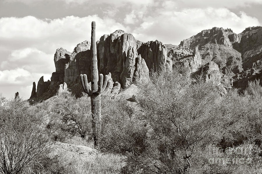 Saguaro Photograph by Sylvia Cook