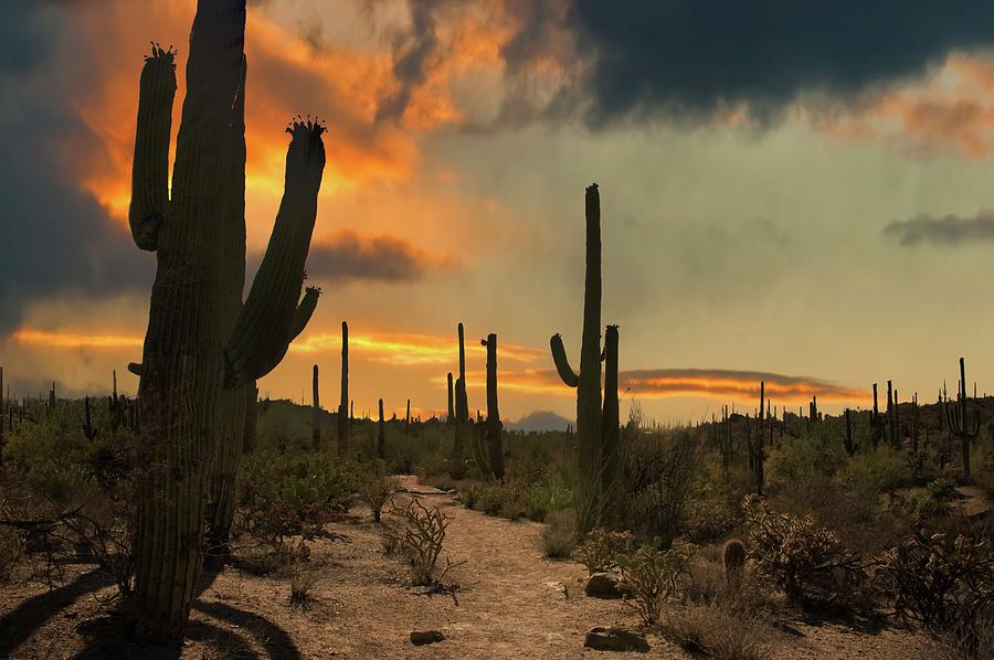 Saguaro Trail Photograph by Amateur Photographer, Still Learning...