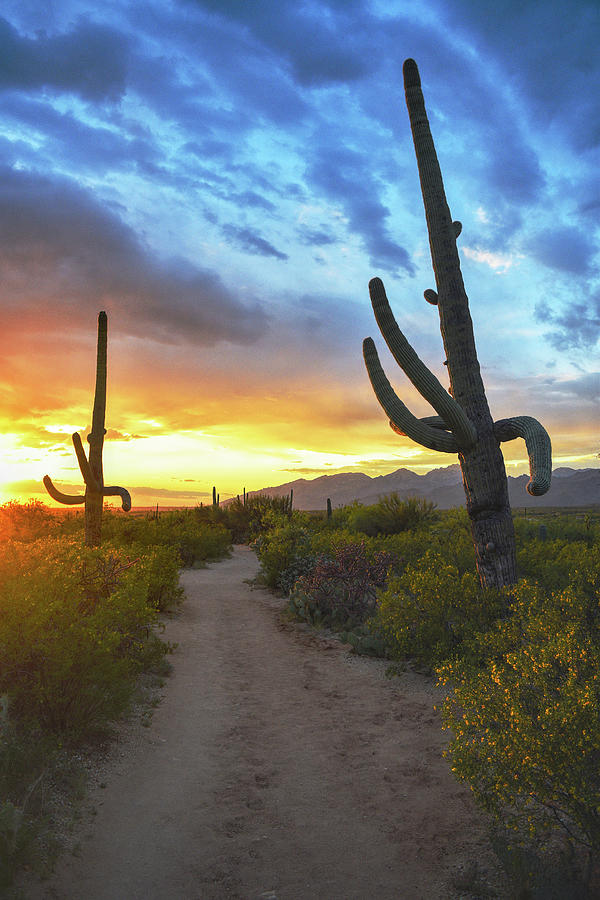Saguaro Sunset Trail Photograph by Chance Kafka