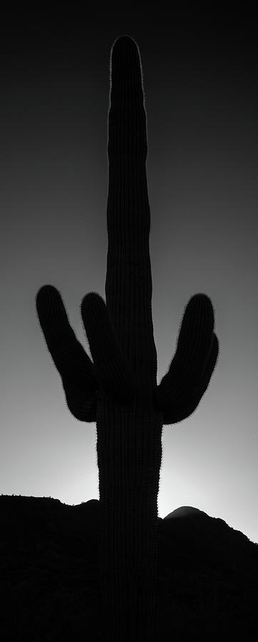 Saguaro Twilight B W Photograph