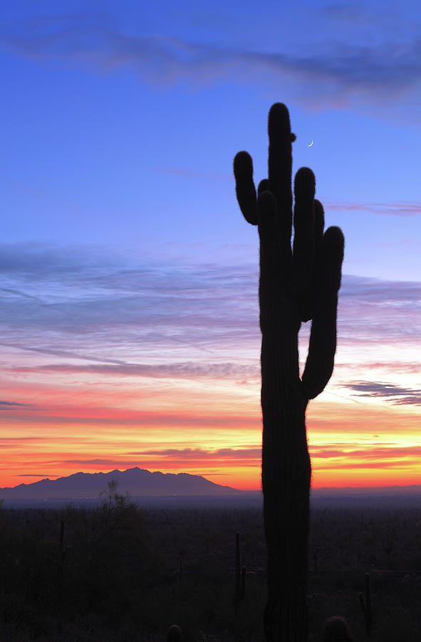 Saguaro Valley Photograph by Dustypixel