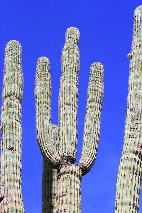 Saguaro With Dark Blue Sky Digital Art by Tom Janca