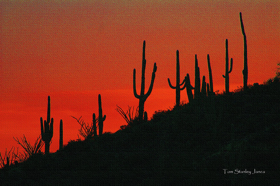 Saguaros After Sunset Digital Art by Tom Janca