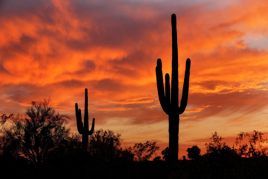 Nature Painting - Saguaros Amazing Sunset 5-13 3334 by Mike Jones Photo