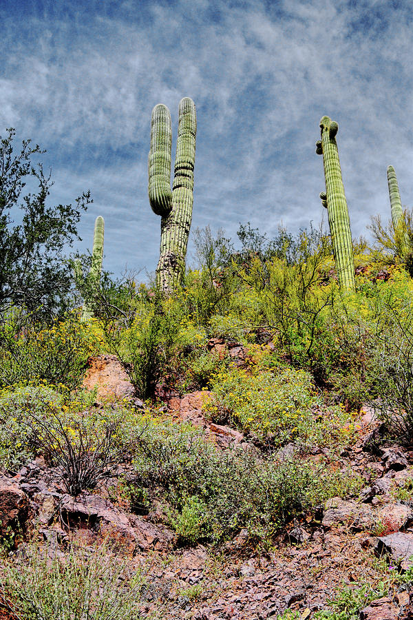 Saguaros amid the Bloom Photograph by Chance Kafka
