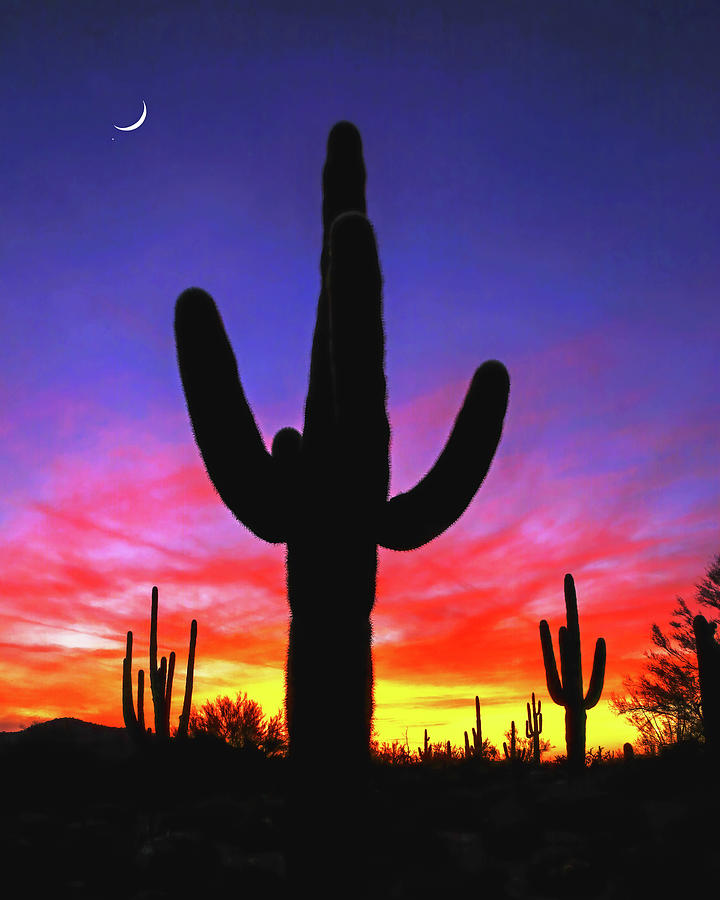 Saguaros and Crescent Moon Photograph by Don Schimmel