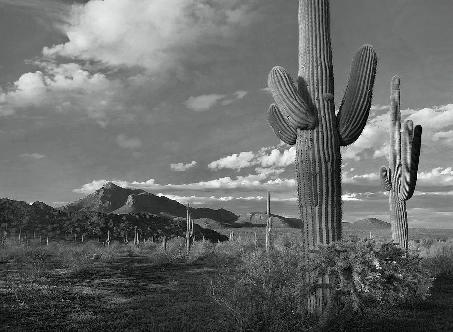 Saguaros And Picacho Mts. Photograph by Tim Fitzharris