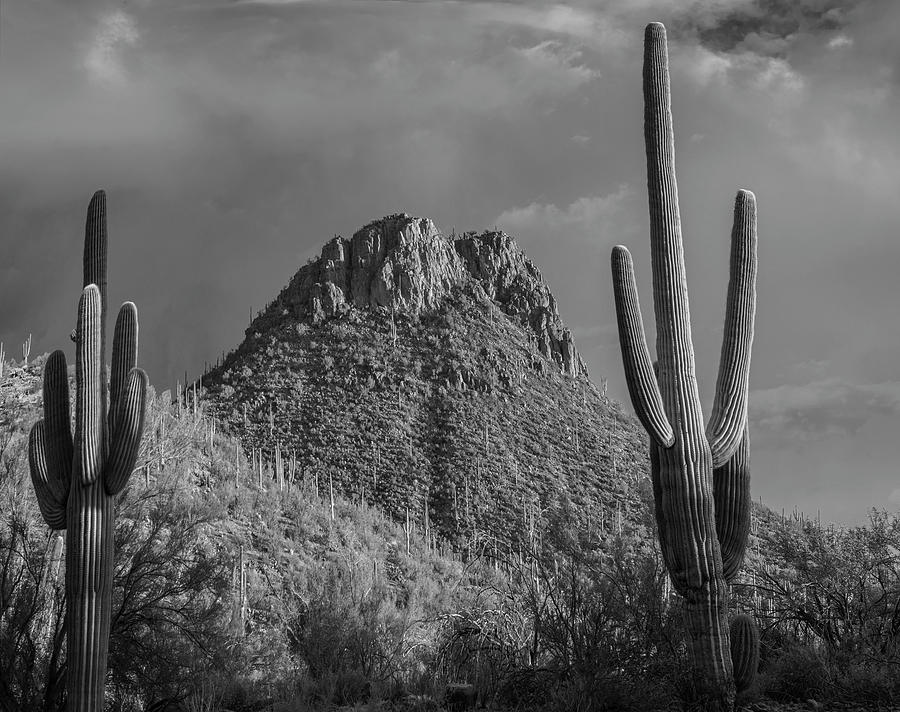 Saguaros And Tucson Mts Photograph by Tim Fitzharris