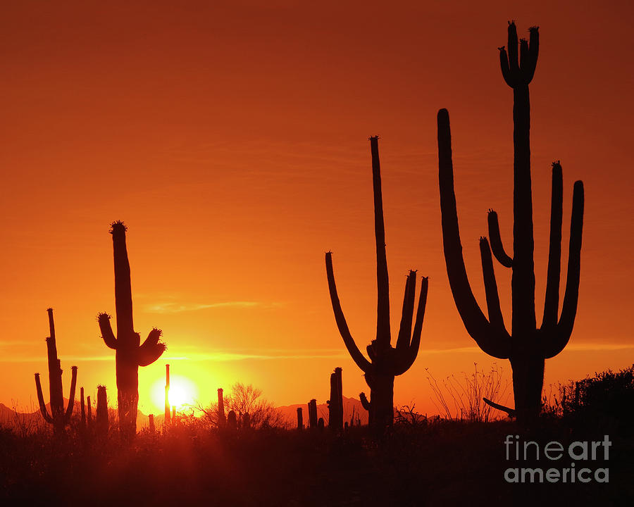 Saguaro National Park Photograph - Saguaros At Sunset by Douglas Taylor