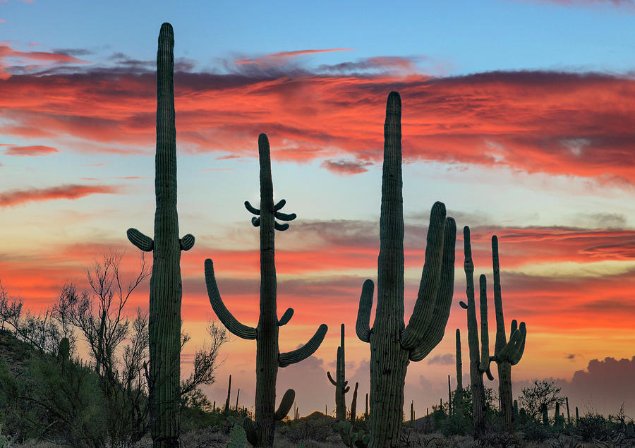 Saguaros At Sunset Photograph by Tim Fitzharris