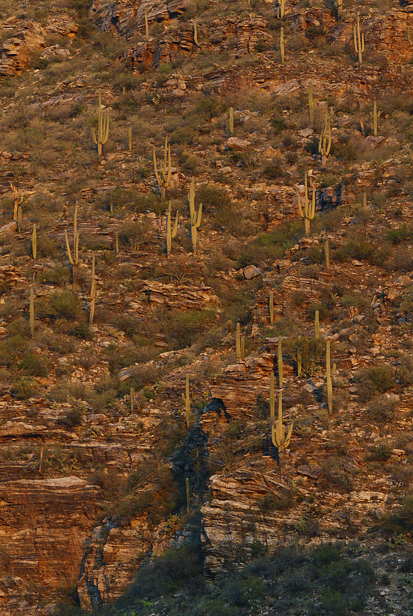Saguaros In Sabino Canyon Photograph by Michael Lustbader
