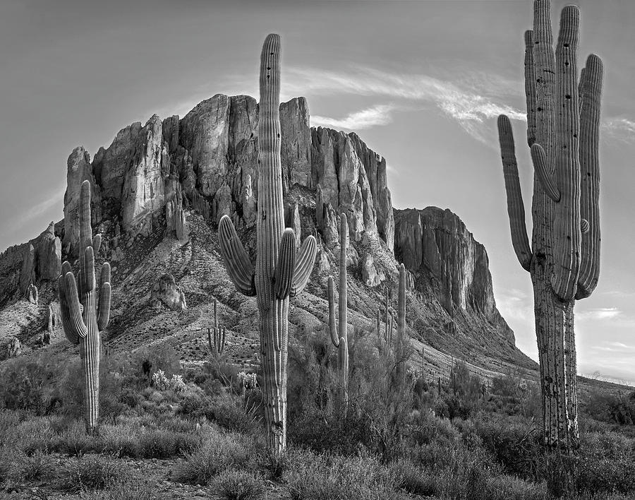 Saguaros, Superstition Mts Photograph by Tim Fitzharris