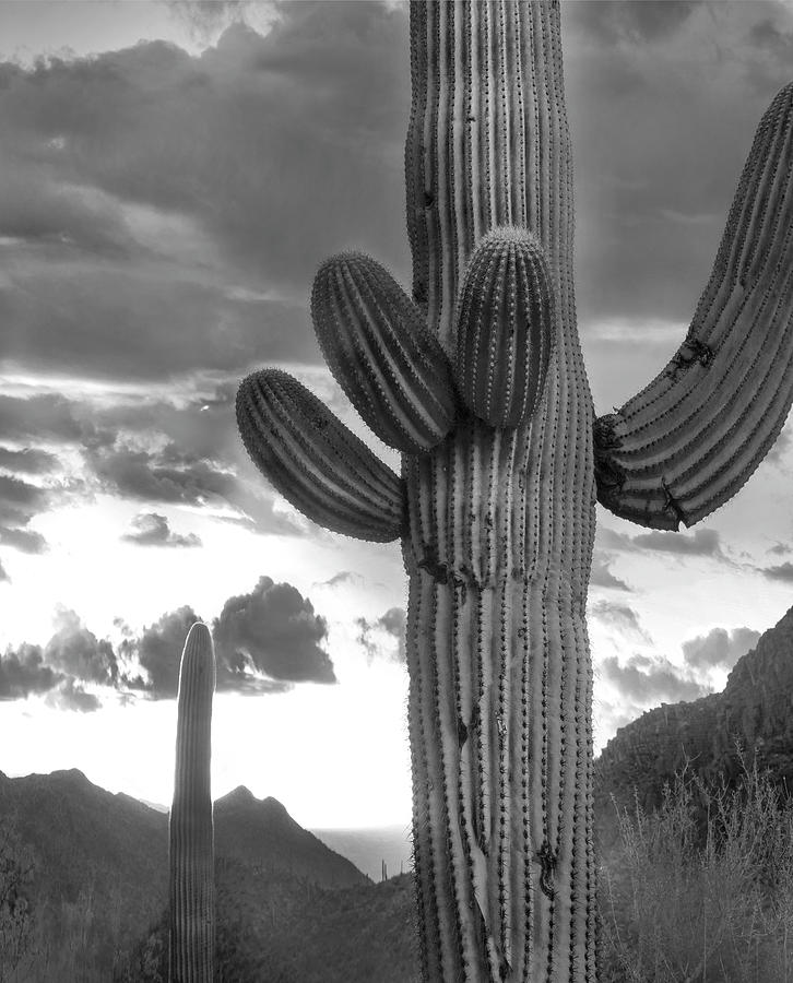 Saguaros, Tucson Mountains Photograph by Tim Fitzharris