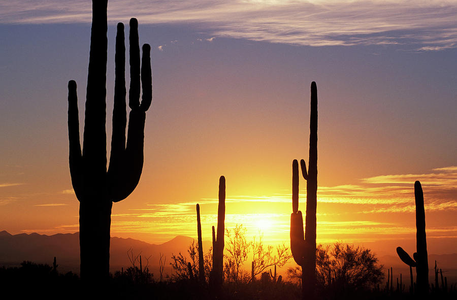 Saguaros With Golden Sunset Digital Art by Heeb Photos