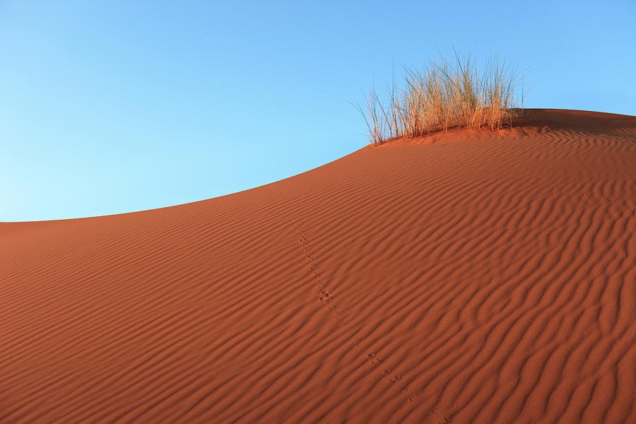 Sahara Desert, Morocco Photograph by Tunart
