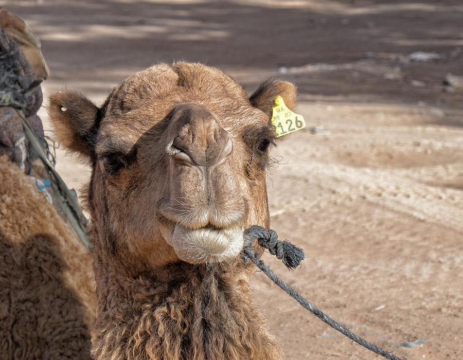 Saharan Camel by Photos By Pharos Saharan Camel by Photos By Pharos