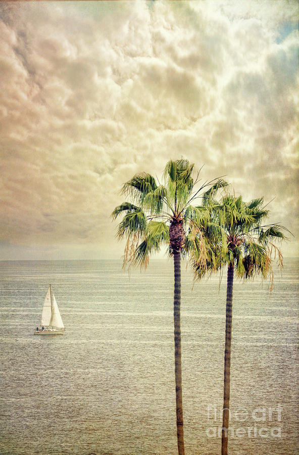 Sailboat and Palm Trees Photograph by Jill Battaglia