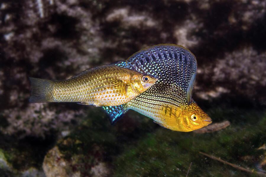 Sailfin Molly Displaying His Large Flag-like Dorsal Fin Photograph by Alex Mustard / Naturepl.com Sailfin Molly Displaying His Large Flag-like Dorsal Fin Photograph by Alex Mustard / Naturepl.com
