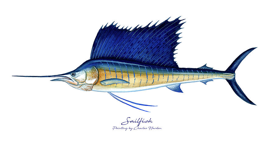 Fish Painting - Sailfish by Charles Harden