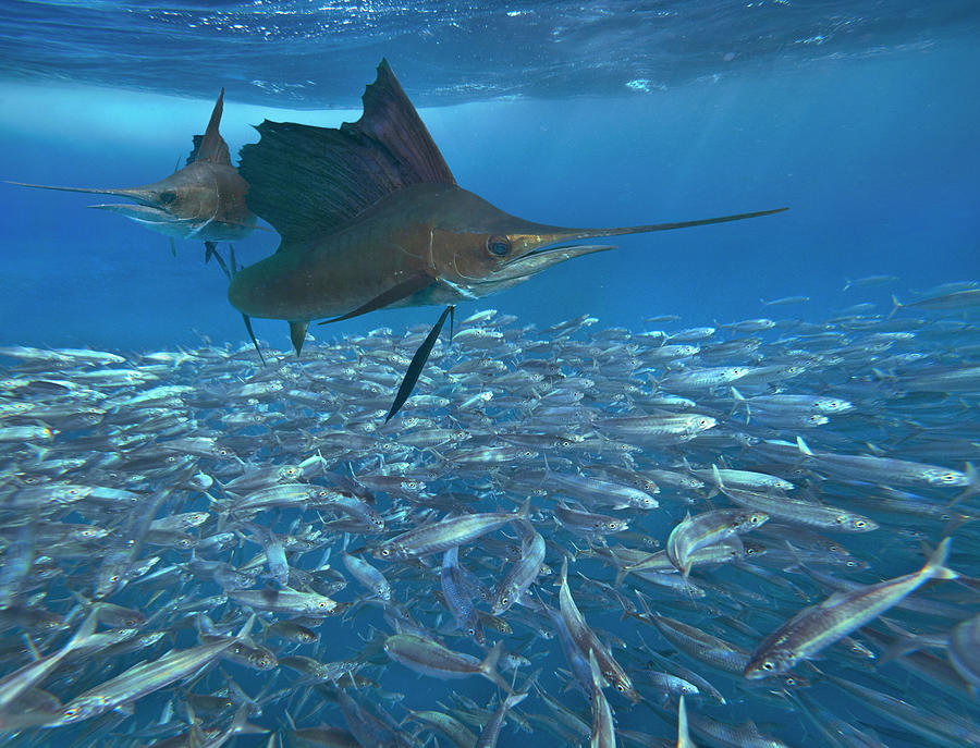 Sailfish Hunting Round Sardinella, Isla Mujeres, Mexico Photograph by Tim Fitzharris