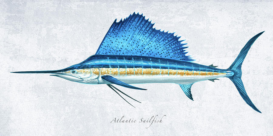 Sailfish Portrait Painting by Guy Crittenden