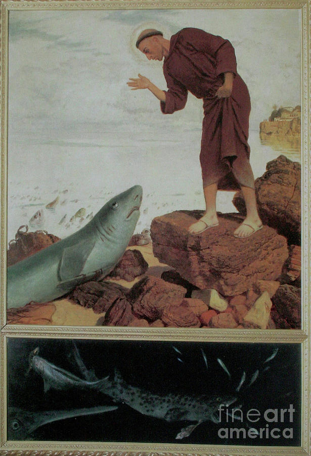 Saint Anthony Preaching To The Fish Drawing by Heritage Images