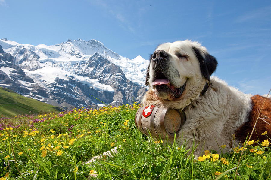 Saint Bernard Dog, Switzerland Digital Art by Christof Sonderegger