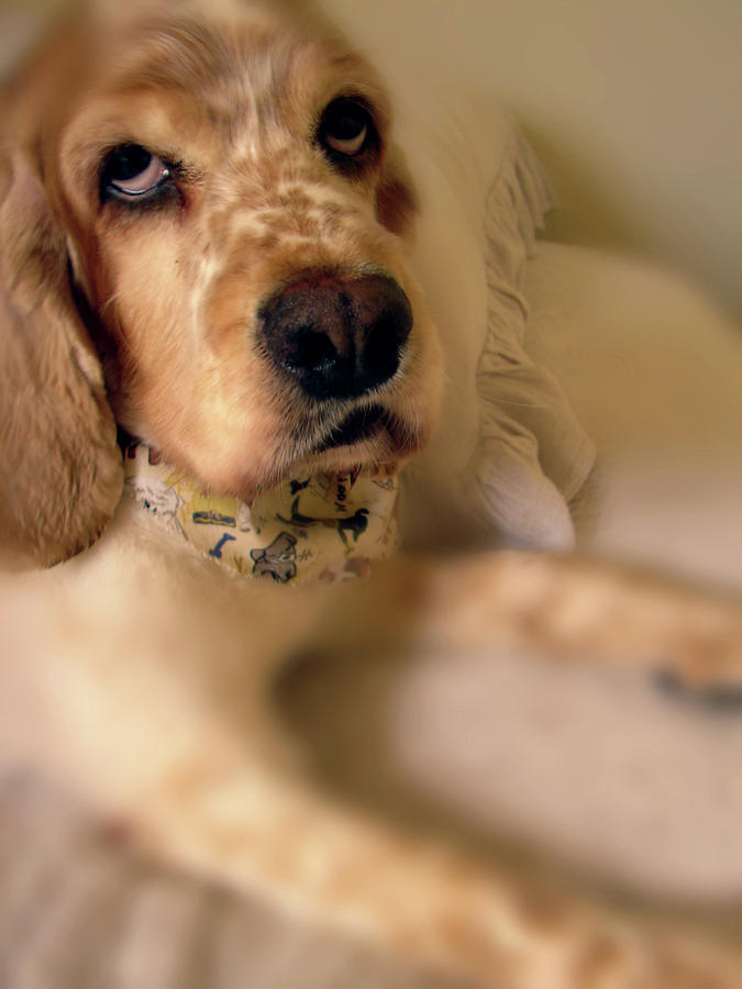 Saint Shaggy Art Photograph 26 by Miss Pet Sitter Saint Shaggy Art Photograph 26 by Miss Pet Sitter