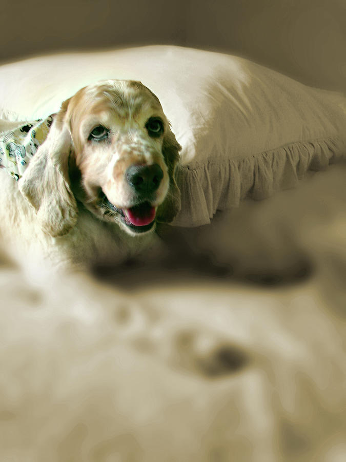 Saint Shaggy Art Photograph 31 by Miss Pet Sitter Saint Shaggy Art Photograph 31 by Miss Pet Sitter