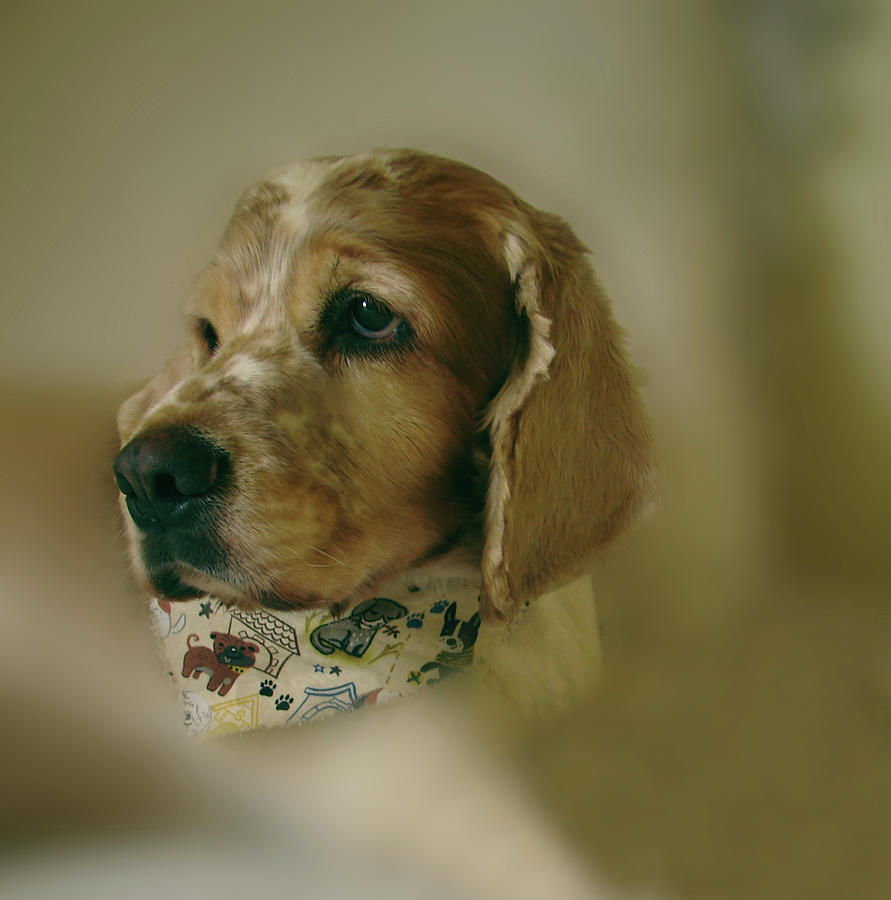 Saint Shaggy Art Photograph 33 by Miss Pet Sitter Saint Shaggy Art Photograph 33 by Miss Pet Sitter