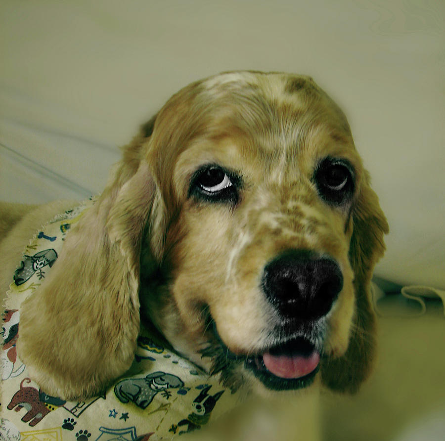 Saint Shaggy Art Photograph34 by Miss Pet Sitter Saint Shaggy Art Photograph34 by Miss Pet Sitter