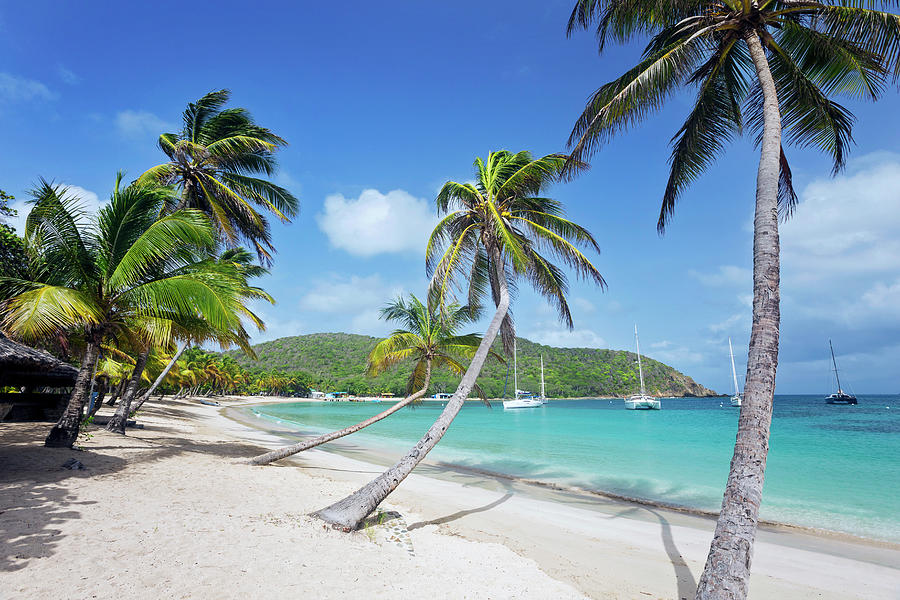 Saint Vincent And The Grenadines, Grenadines, Caribbean, Caribbean Sea, Mayreau Digital Art by Danielle Devaux