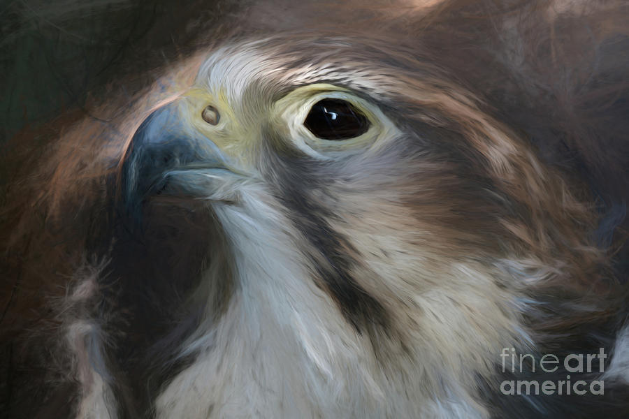 Saker Falcon - Art by Sue Harper Saker Falcon - Art by Sue Harper