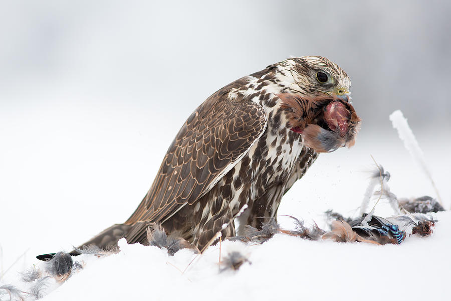 Wildlife Photograph - Saker Falcon by Milan Zygmunt